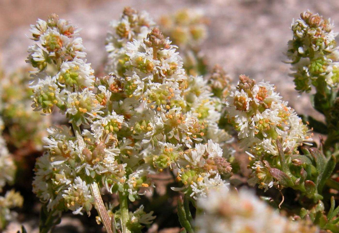 Sesamoides flower